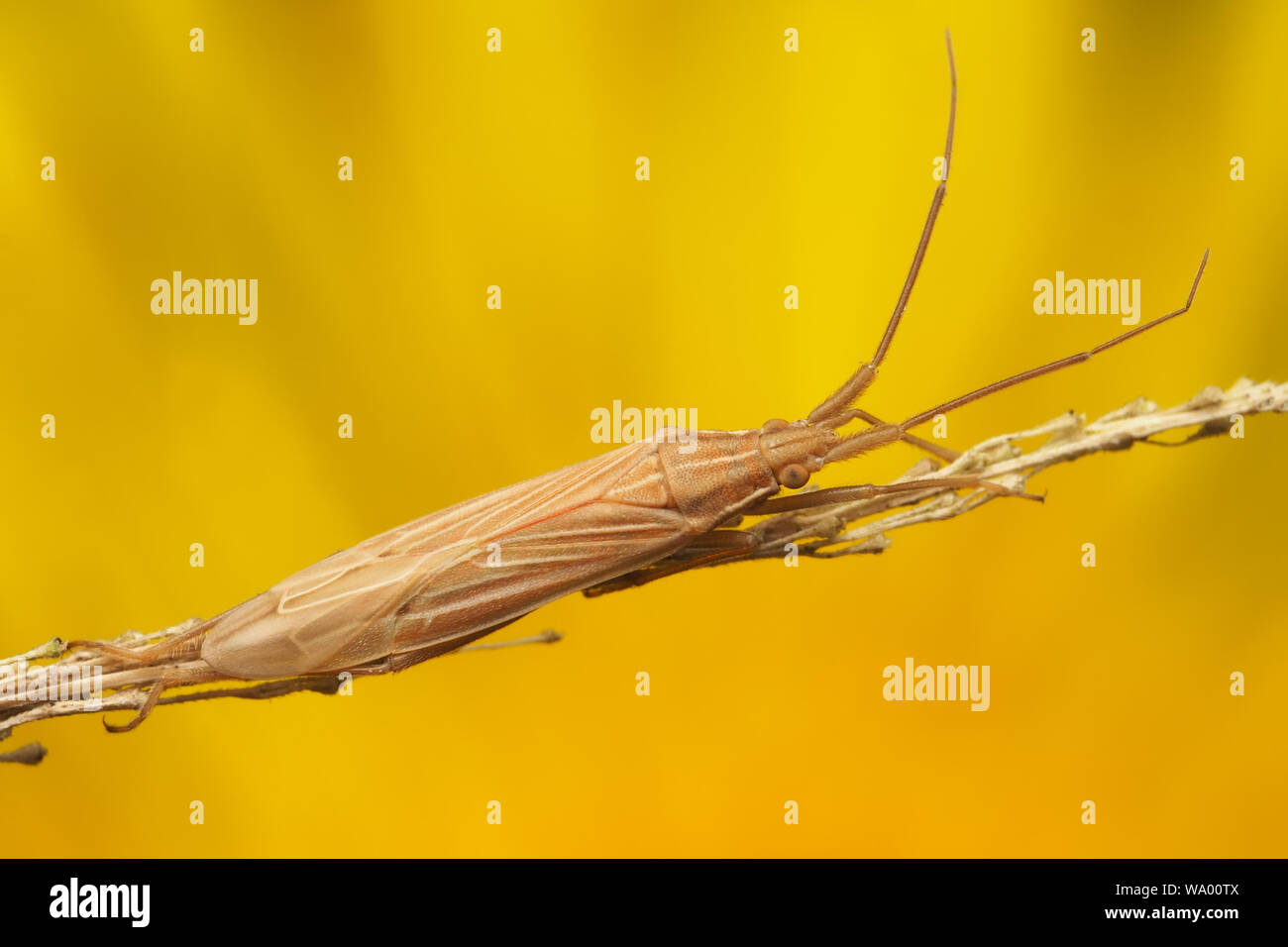 Stenodema calcarata Mirid bug sul gambo di erba. Tipperary, Irlanda Foto Stock