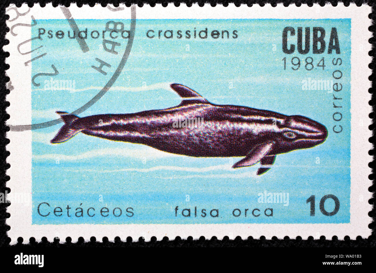 Falso Killer Whale, Pseudorca crassidens, francobollo, Cuba, 1984 Foto Stock