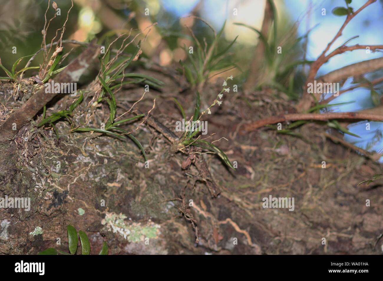 Blooming Comet Orchid (Angraecum pusillum) vicino al fiume Boesmans, Nature atterraggio, Kenton-on-Sea, Capo orientale, Sud Africa Foto Stock