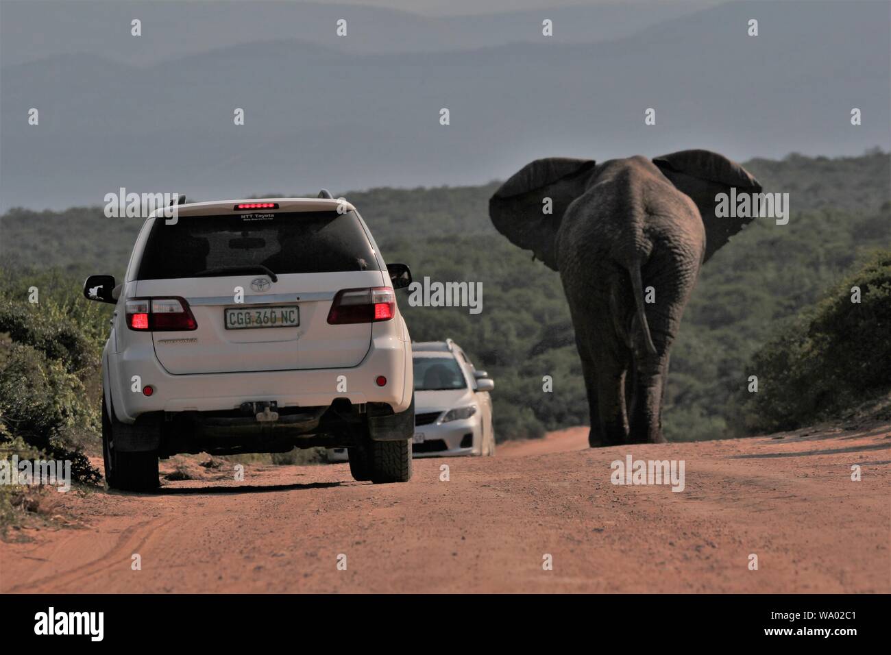 Elefante africano (Loxodonta africana), Addo Elephant National Park, Capo orientale, Sud Africa Foto Stock