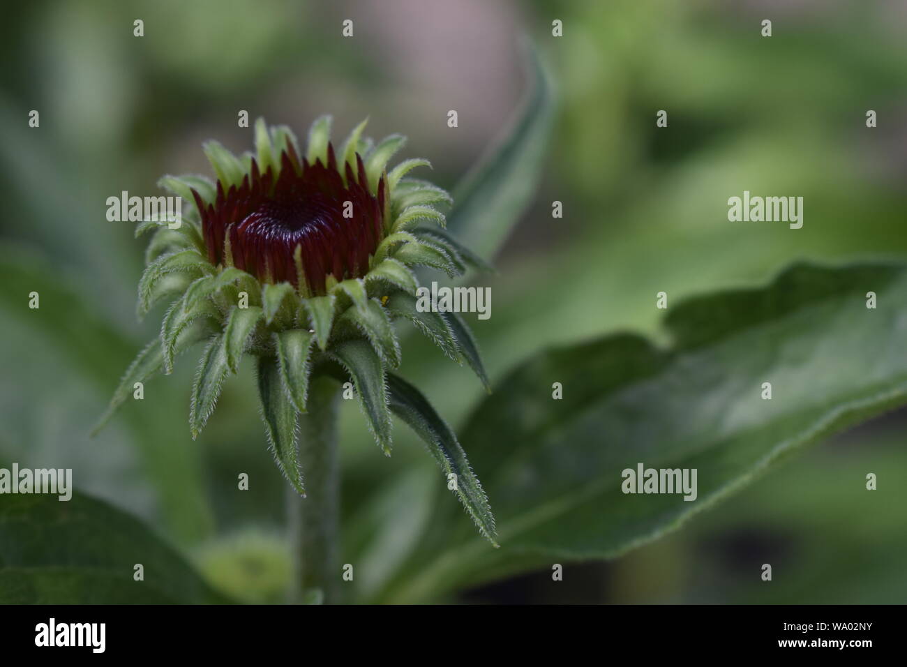Un colorato arancione e rosso Gallardia fiori nel giardino estivo Foto Stock