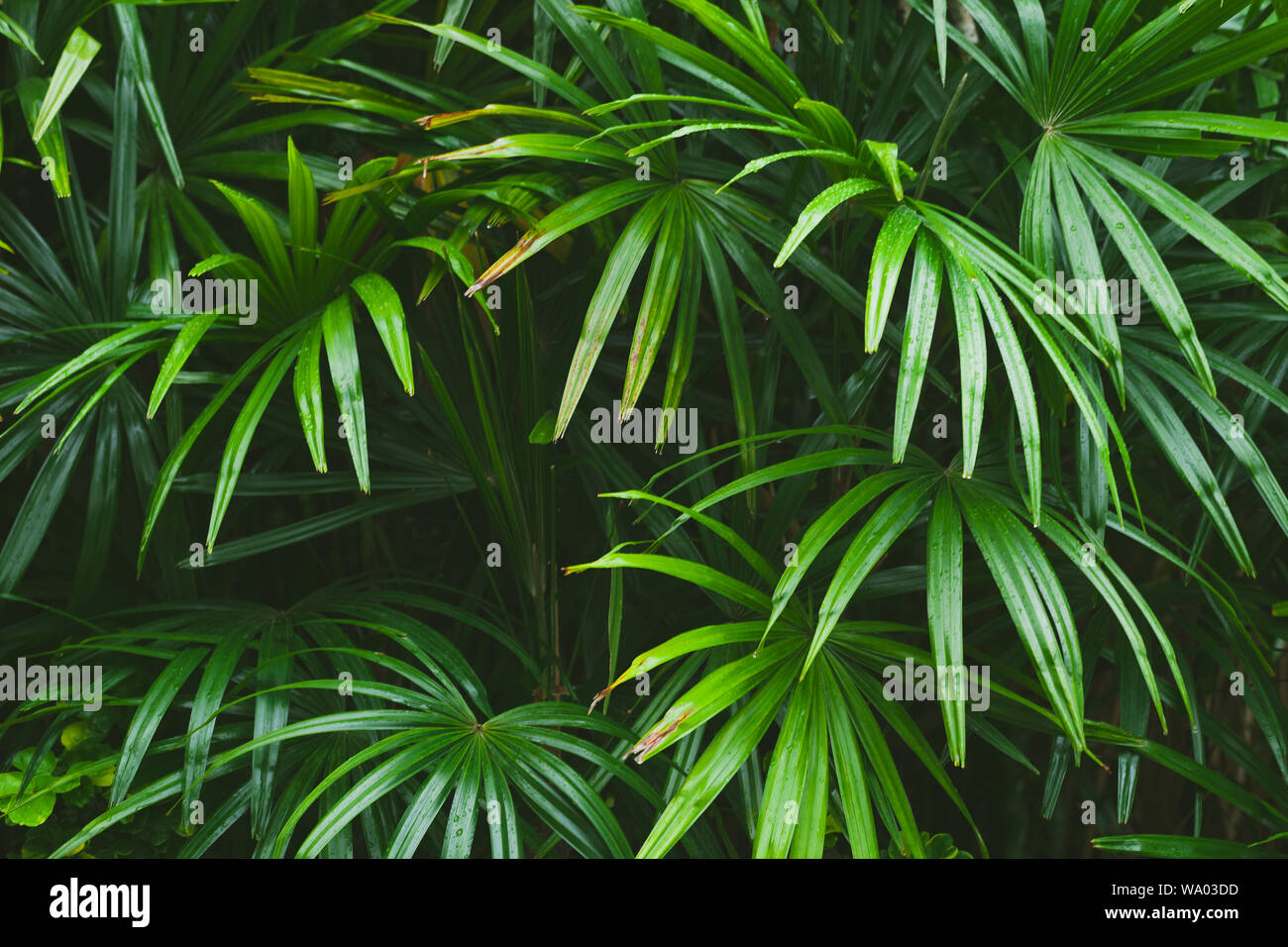Verde foglie tropicali, sfondo naturale foto scattata nella foresta pluviale malese Foto Stock