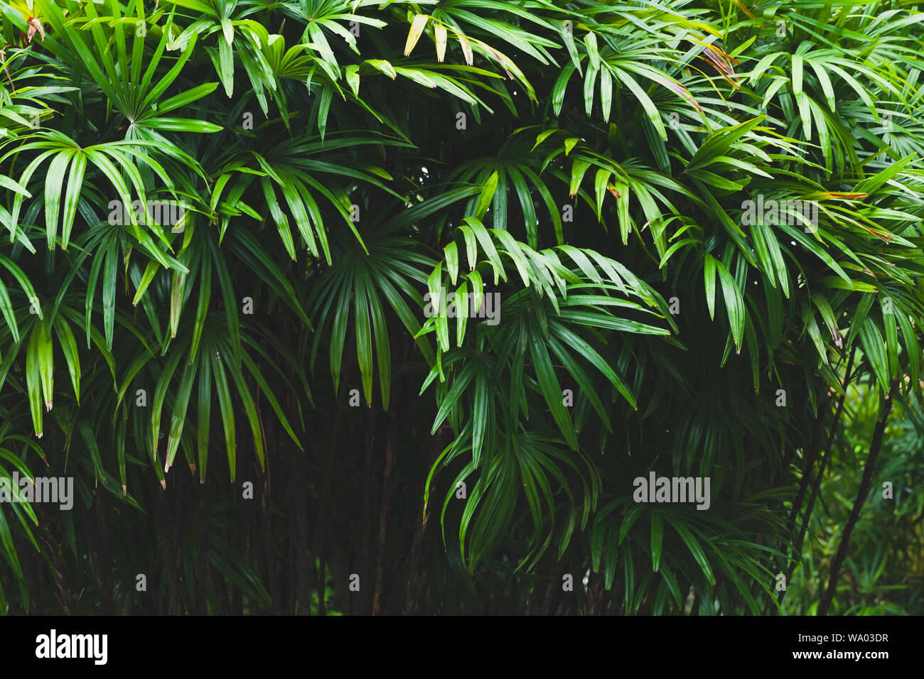 Verde scuro Palm tree foglie, sfondo tropicale foto scattata nella foresta pluviale malese Foto Stock