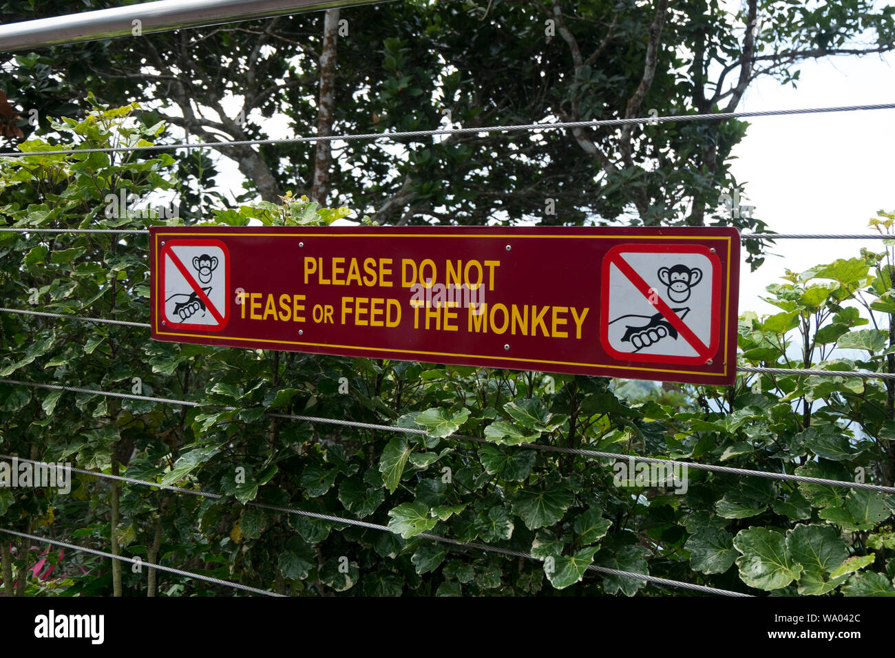 Funny monkey Non Tease, segno di alimentazione in un parco a Langkawi, Kedah, Malaysia. Foto Stock