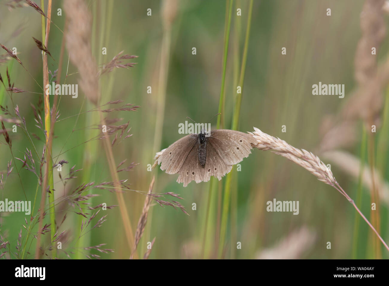Un anello (Aphantopus Hyperantus), una delle Farfalle marrone, si nutrono di creeping Soft-Grass (Holcus Mollis) Foto Stock