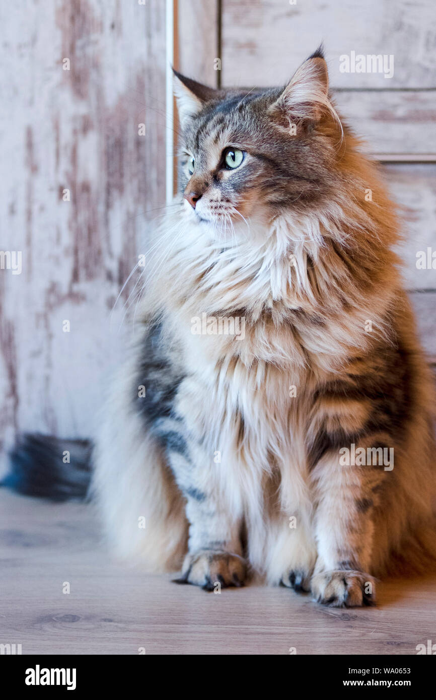 Maine Coon, 30052584.Caption locale *** Foto Stock