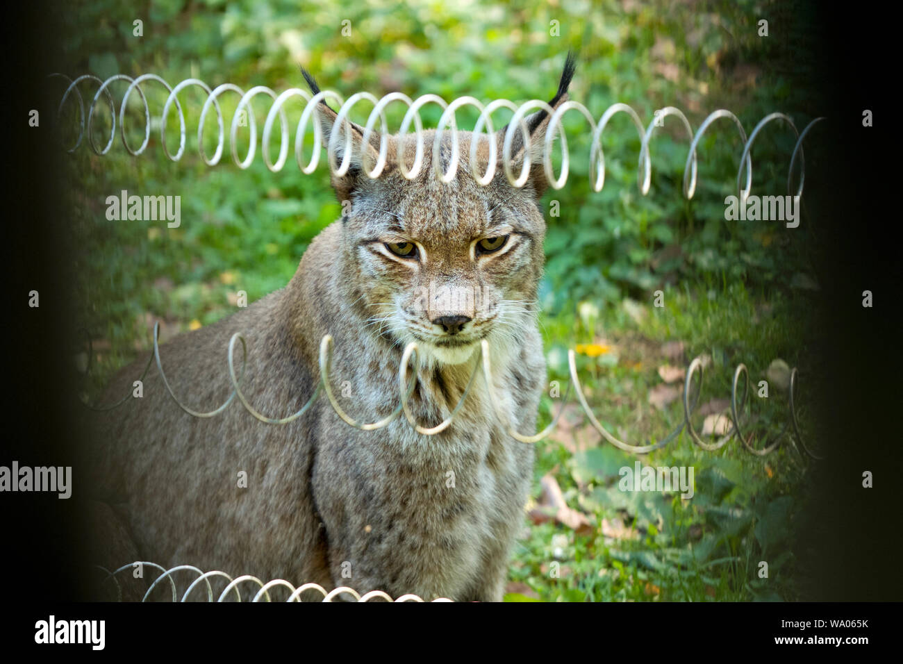 Luchs Lynx (bei Veröffentlichung angeben: Wildpark Alte Fasanerie Klein-Auheim), 30052608.Caption locale *** Foto Stock