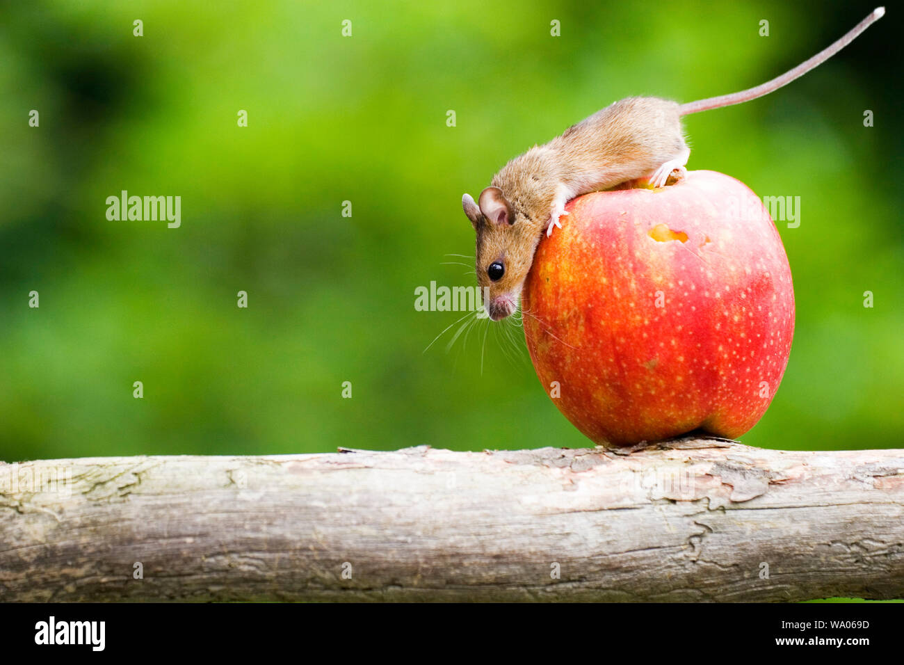 Maus auf Apfel, prigionieri 30052641.Caption locale *** Foto Stock