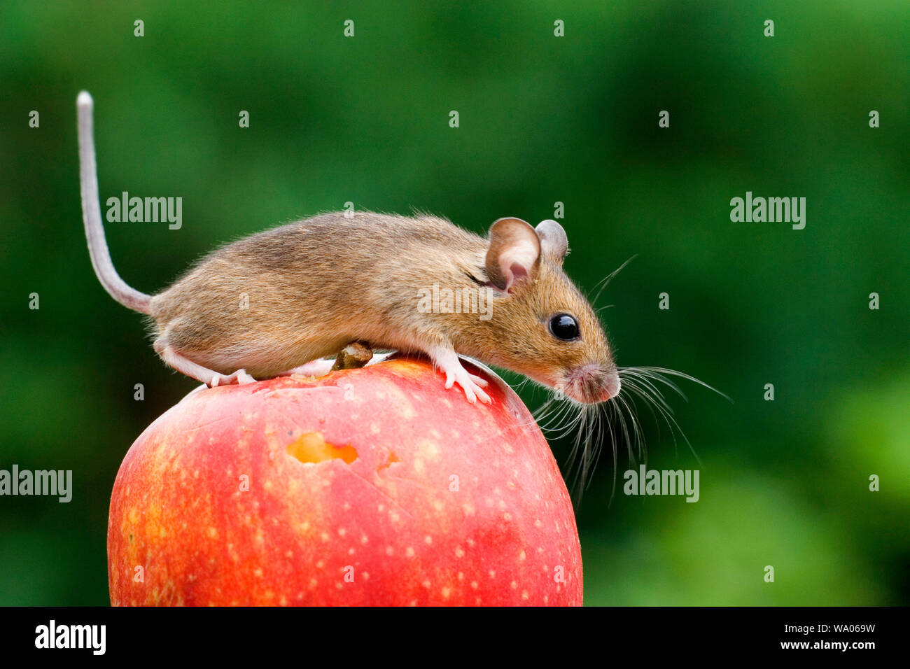 Maus auf einem Apfel, prigionieri 30052672.Caption locale *** Foto Stock