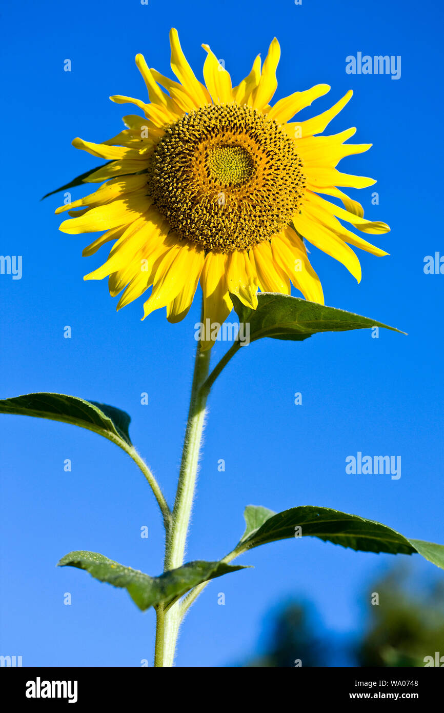 Sonnenblumen, Feld, Natur, Schweiz, 30056366.Caption locale *** Foto Stock