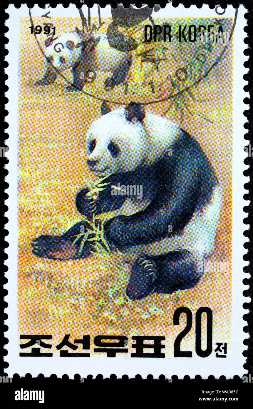 Panda gigante, Ailuropoda melanoleuca, francobollo, Corea del Nord, 1991 Foto Stock