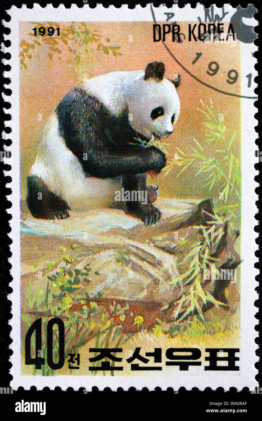 Panda gigante, Ailuropoda melanoleuca, francobollo, Corea del Nord, 1991 Foto Stock