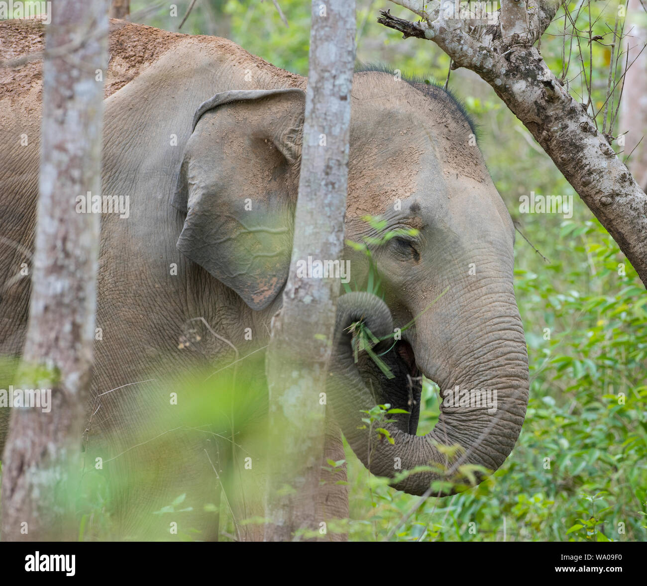 Close up della testa di un selvaggio Elefante Asiatico, Elephas maximus nella foresta in Kui Buri NP Thailandia Foto Stock