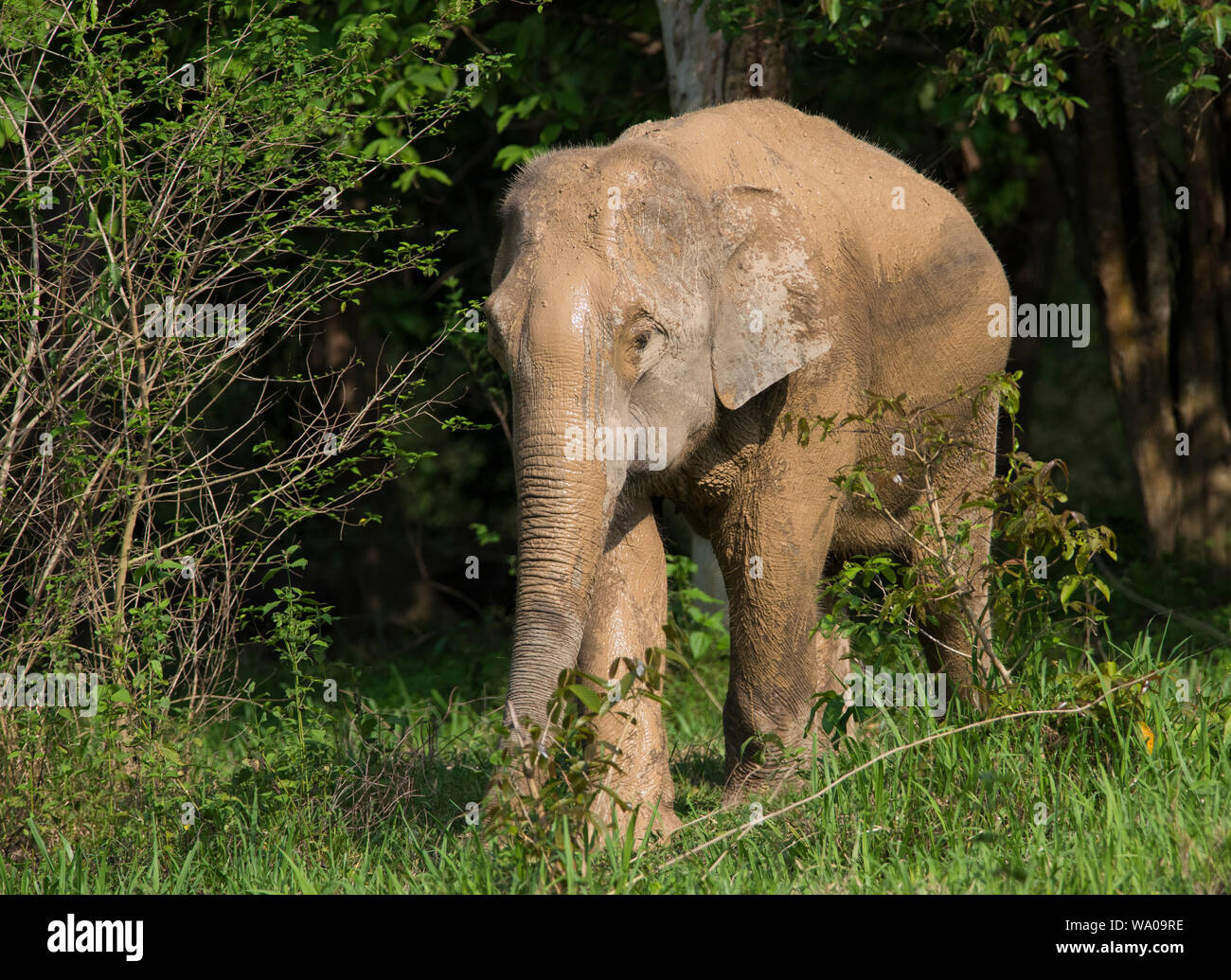 Coperti di fango Wild Elefante Asiatico, Elephas maximus nella foresta in Kui Buri NP Thailandia Foto Stock