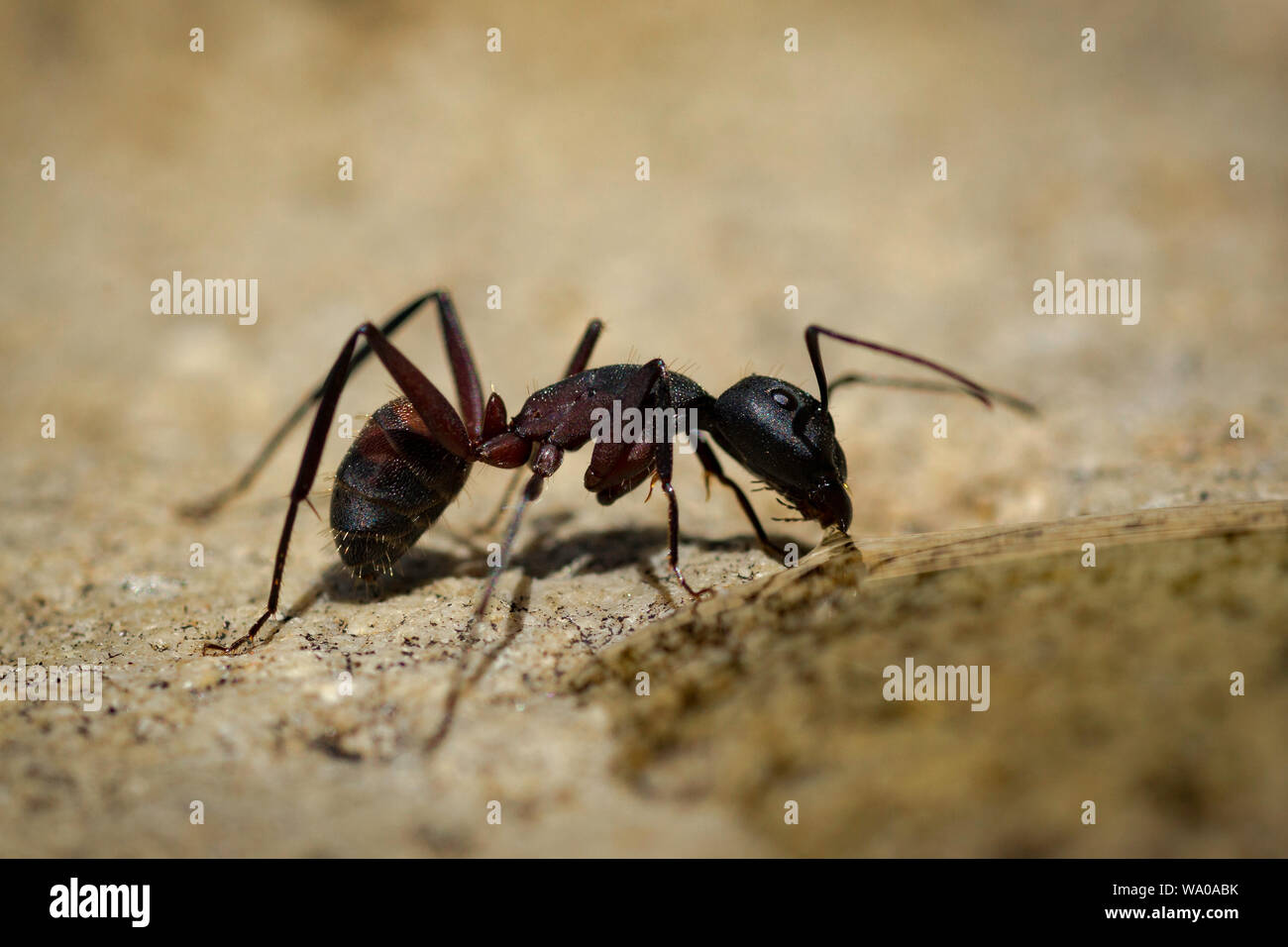 Una formica si arresta nella cottura di Sun per prendere un drink di alcuni è sceso il miele Foto Stock