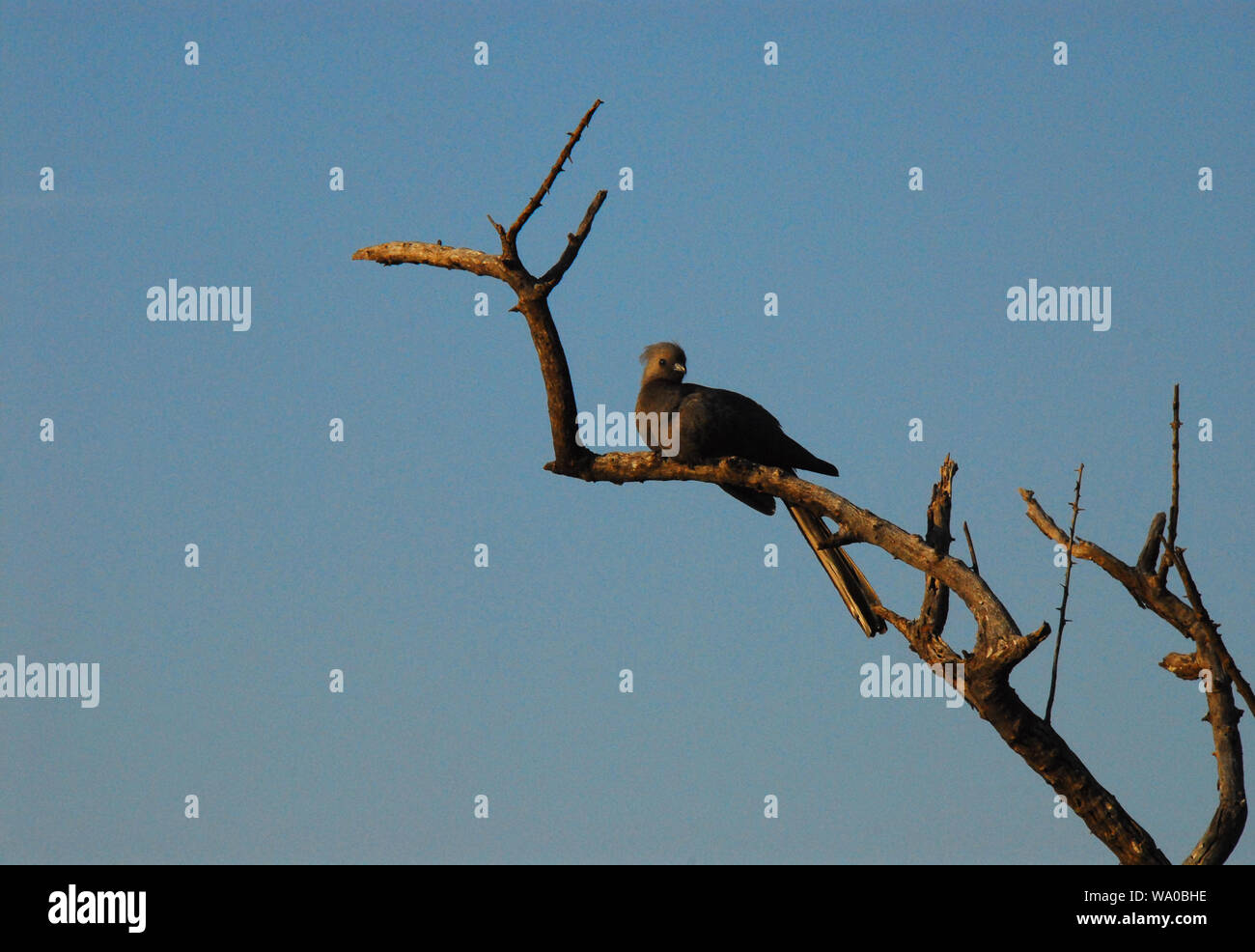 South African Safari - Una bella wild Grey Lourie appollaiato su un albero morto. Noto anche come andare lontano bird grazie alla sua unica chiamata. Foto Stock