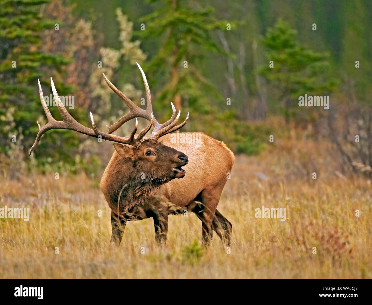 Elk Bull, grandi corna nella radura, chiamando, Foto Stock