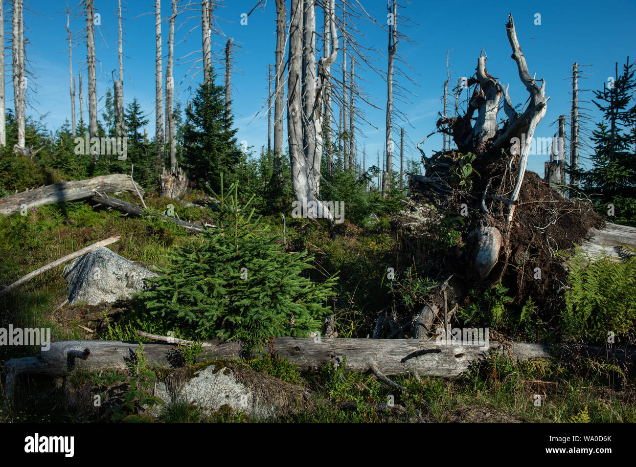 Gli esperti con cui CTK ha affrontato aspettarsi il bostrico non massiccia diffusione si diffuse in tutta la Montagne Sumava e colpire gli alberi in massimo quindici percento del parco nazionale il territorio. Ma la Boemia del Sud ufficio regionale sostiene che il bostrico distruggerà gli alberi in metà dell'area del parco nazionale nei prossimi anni. L'Ufficio afferma che questo accadrà perché circa la metà del parco nazionale di Yellowstone cadrà in due zone in cui nessun intervento umano è possibile o alberi può essere tagliata solo raramente nel quadro del nuovo Piano di azzonamento. Il picco Plechy area sulla foto del mese di agosto 14, 2019. (CTK PH Foto Stock