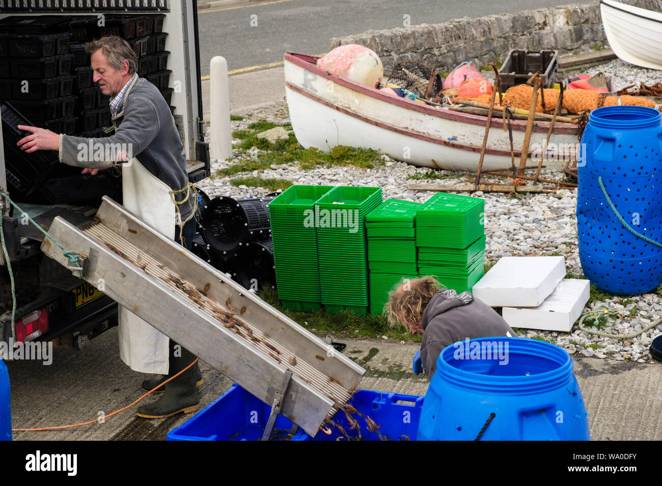Ordinamento dei pescatori di una cattura di gamberetti in scatole di plastica per il mercato. Moelfre, Isola di Anglesey, Galles, Regno Unito, Gran Bretagna Foto Stock
