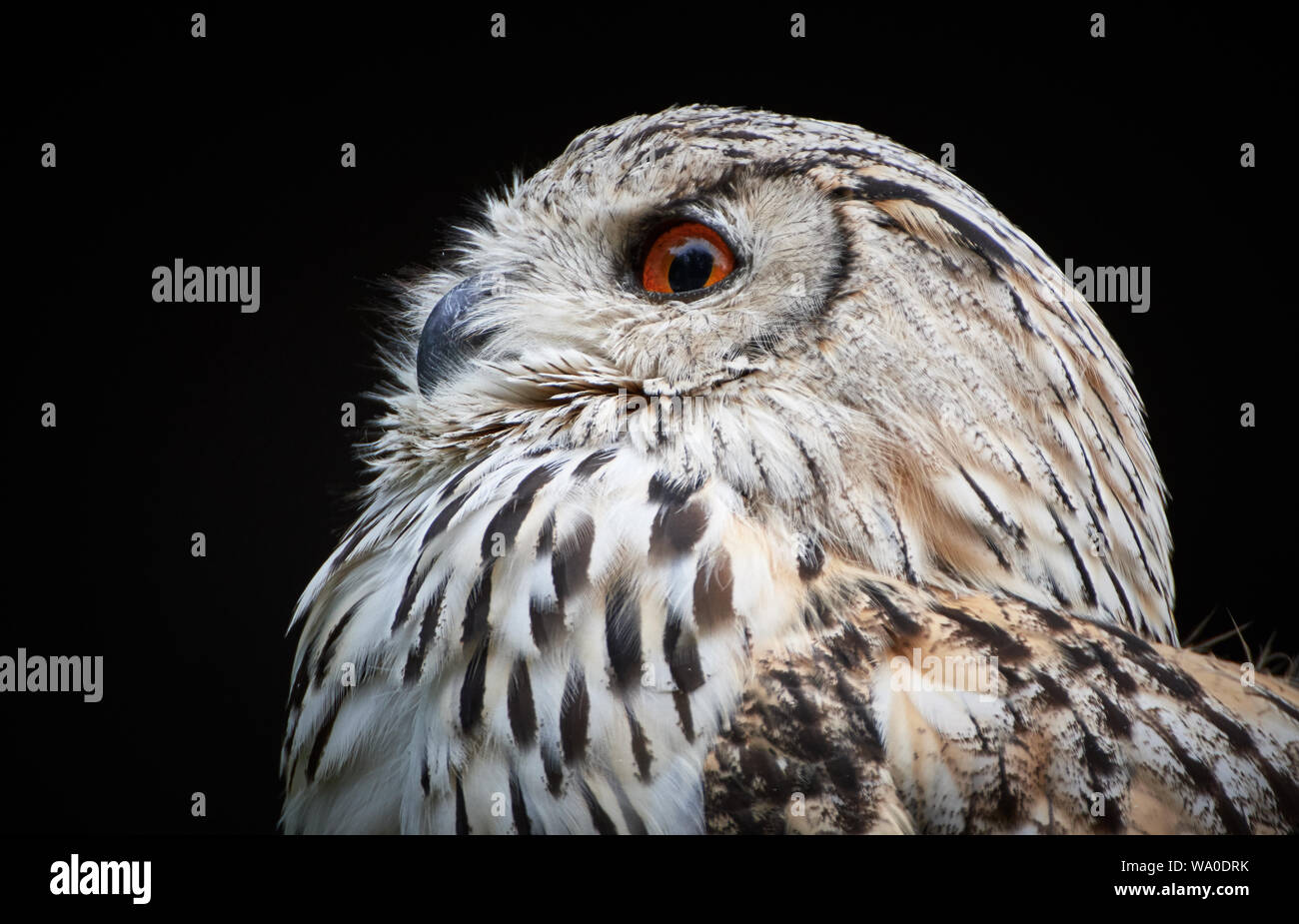 Aquila Siberiana (bubo sibiricus) Foto Stock