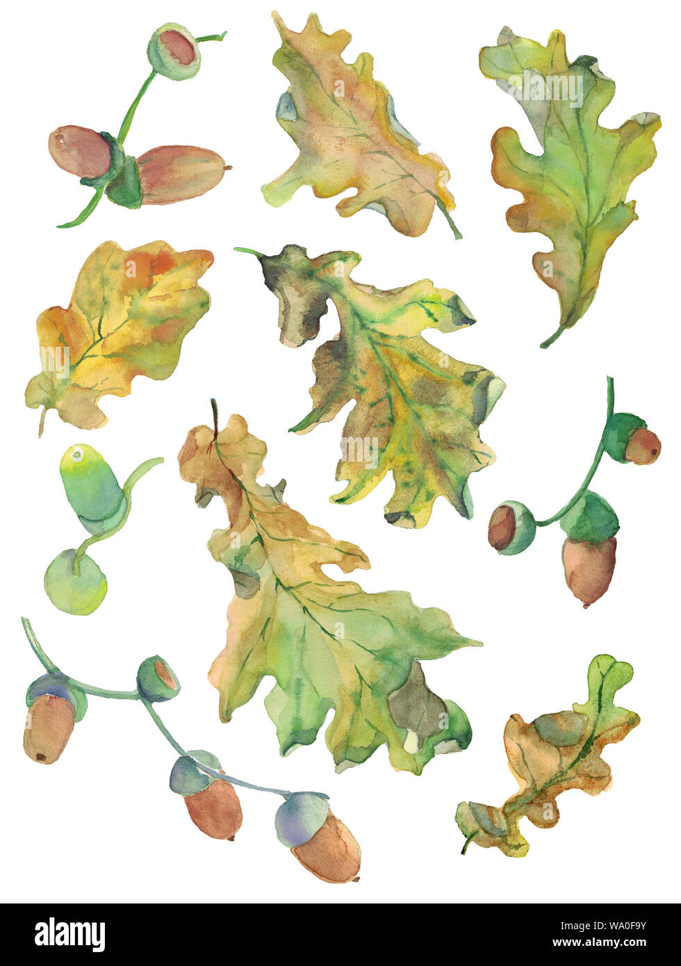 Set di acquerelli di disegnati a mano in autunno di foglie di quercia e ghiande in colori verde e giallo. Design per decorazioni di stagione, sfondo e tessile. Foto Stock