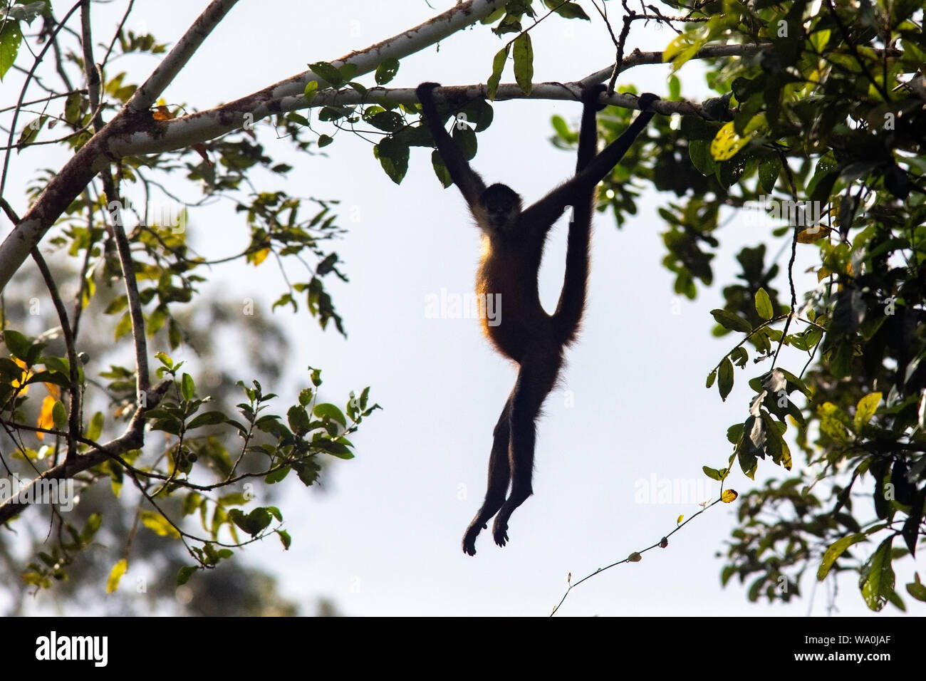 Geoffroy's spider monkey (Ateles geoffroyi) pendente dal ramo di albero nella foresta pluviale - La Laguna del Lagarto Eco-Lodge, Boca Tapada, Costa Rica Foto Stock