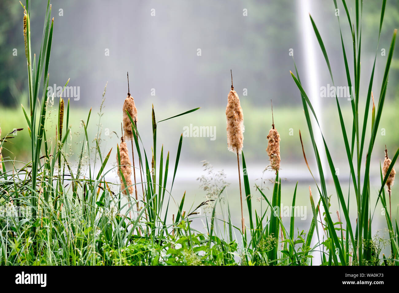 Reed macis sulla riva di uno stagno in un parco in Germania Foto Stock