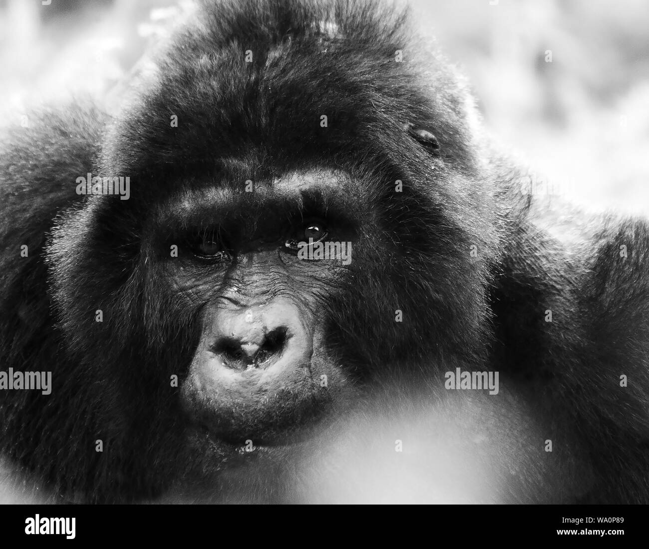 Fotografia di © Jamie Callister. I gorilla dal gruppo Bitukura, Foresta impenetrabile di Bwindi, Uganda, Africa centrale, 3 marzo 2016 [None-Exclusive] totale [41 foto] Tel: 01824 705444 mob: 07731 118268 E-mail: jcallister1@me.com http://www.jamiecallister.com Foto Stock