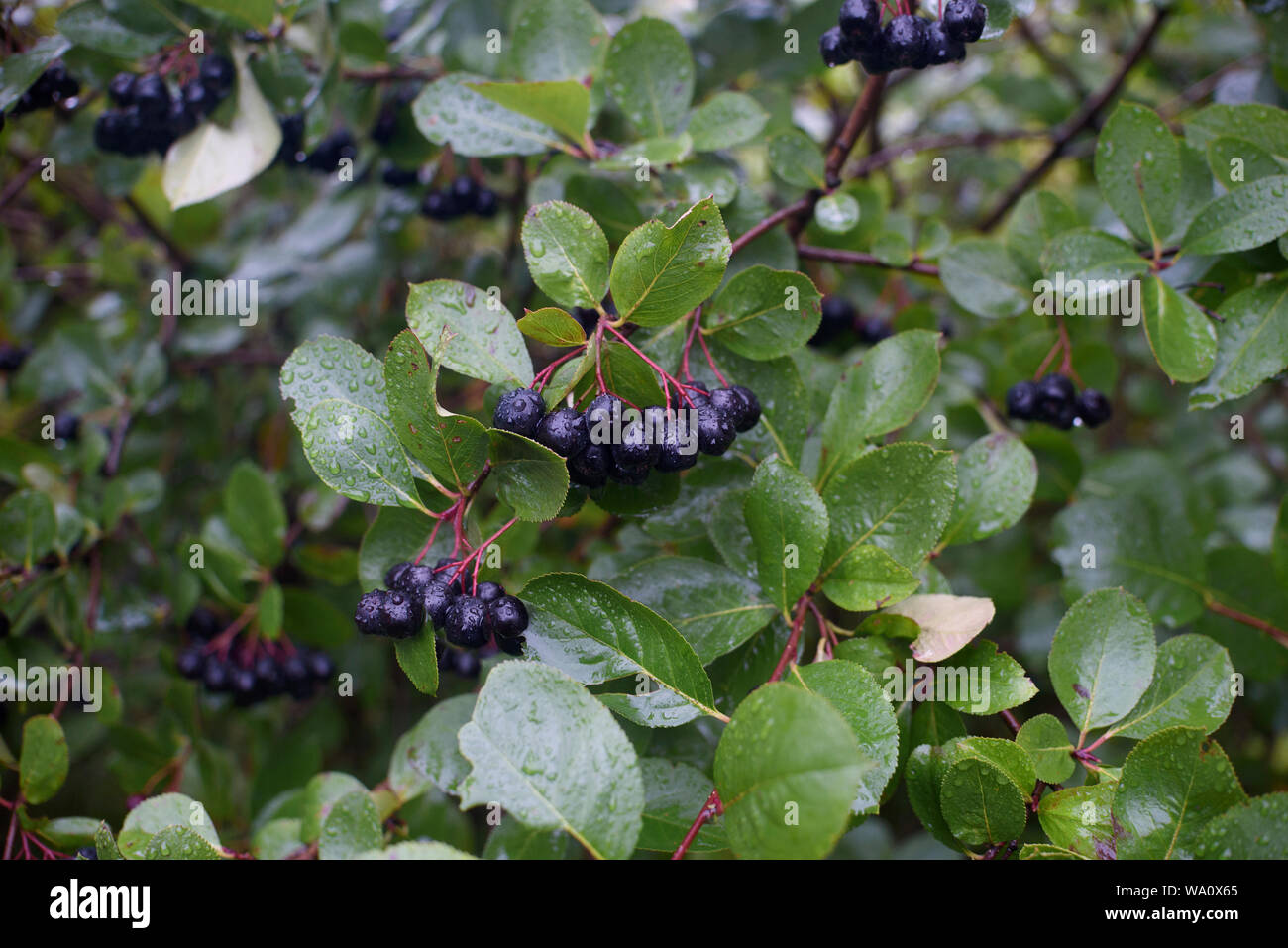 Bacche mature di chokeberry Aronia sui rami di cespugli in un giorno di pioggia Foto Stock