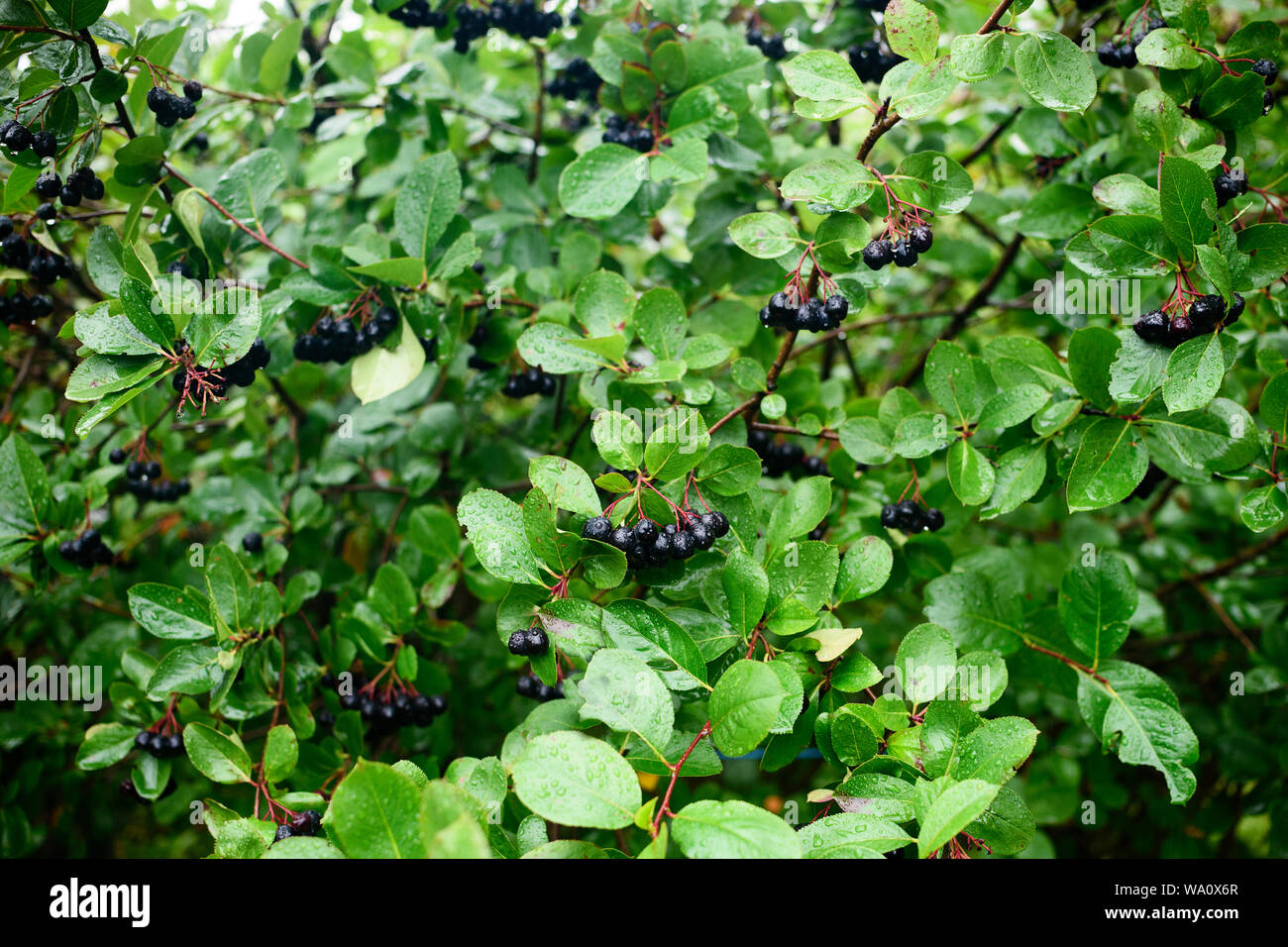 Bacche mature di chokeberry Aronia sui rami di cespugli in un giorno di pioggia Foto Stock