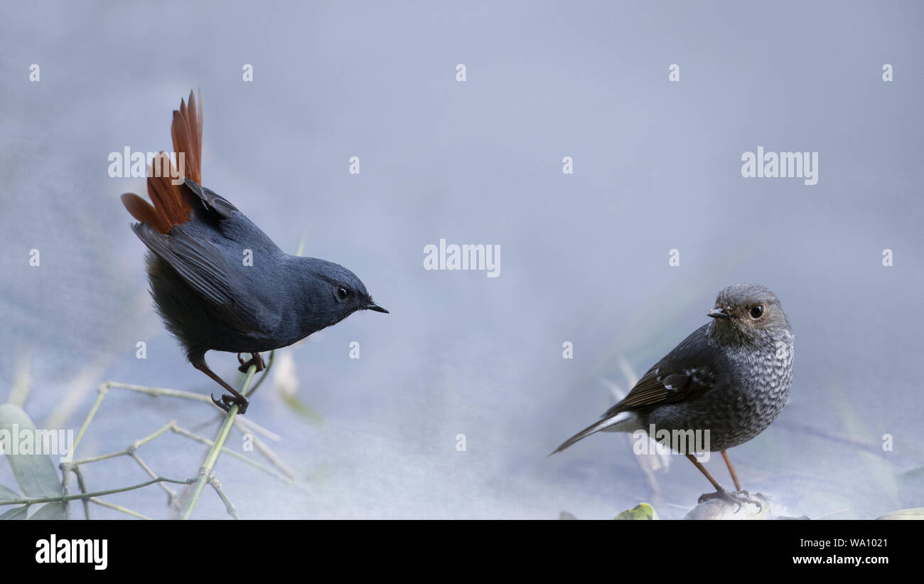 Rosso Blu di coda costola Robins Foto Stock