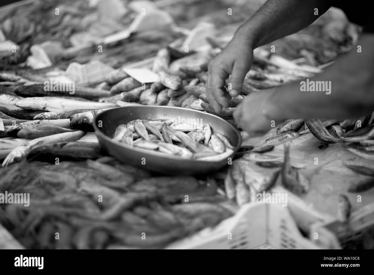 Ampia selezione di piatti a base di frutti di mare sul contatore del mercato del pesce: pesce, gamberi, calamari Foto Stock