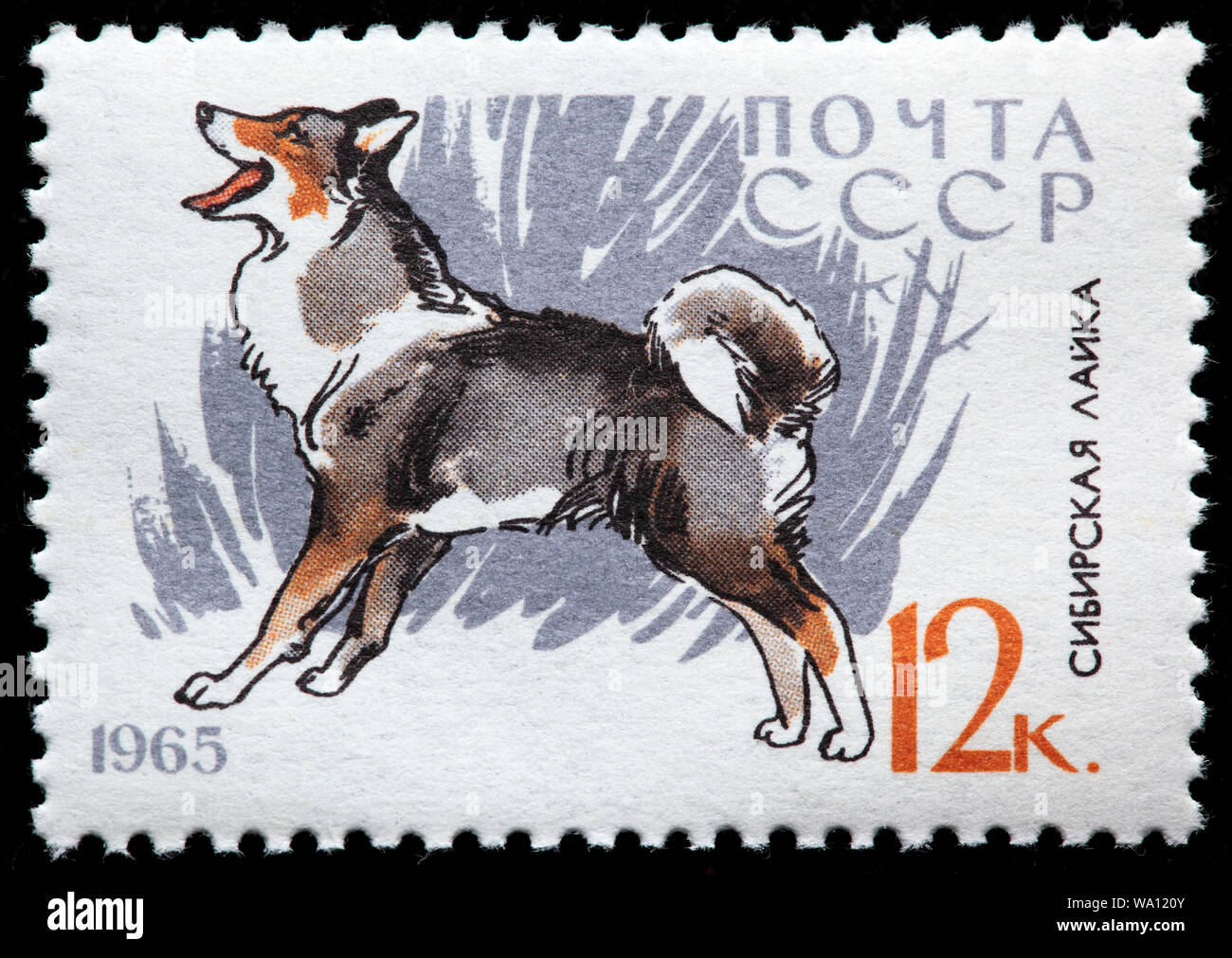 East Siberian Laika cane, francobollo, Russia, URSS, 1965 Foto Stock