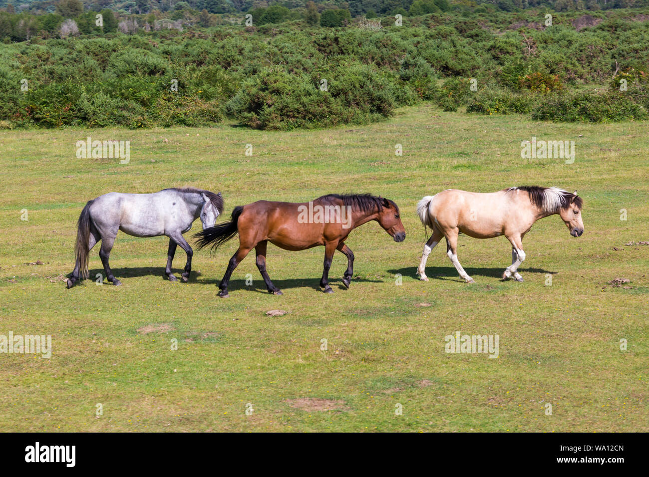 New Forest ponies cavalli vagano liberamente nel New Forest National Park, Hampshire, Regno Unito nel mese di agosto Foto Stock