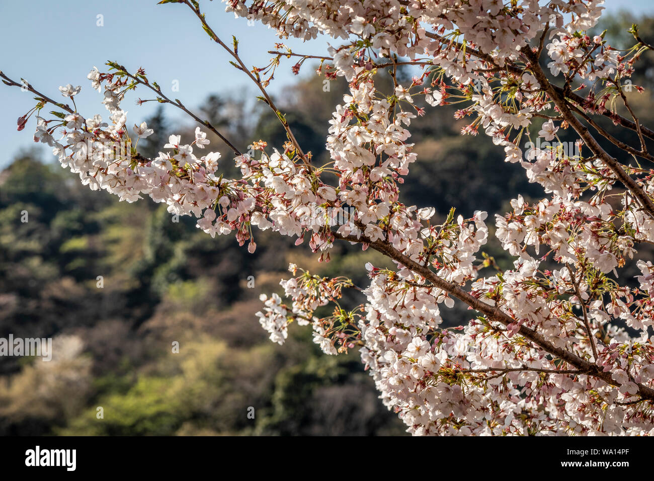 Wild cherry blossom, Giappone. Foto Stock