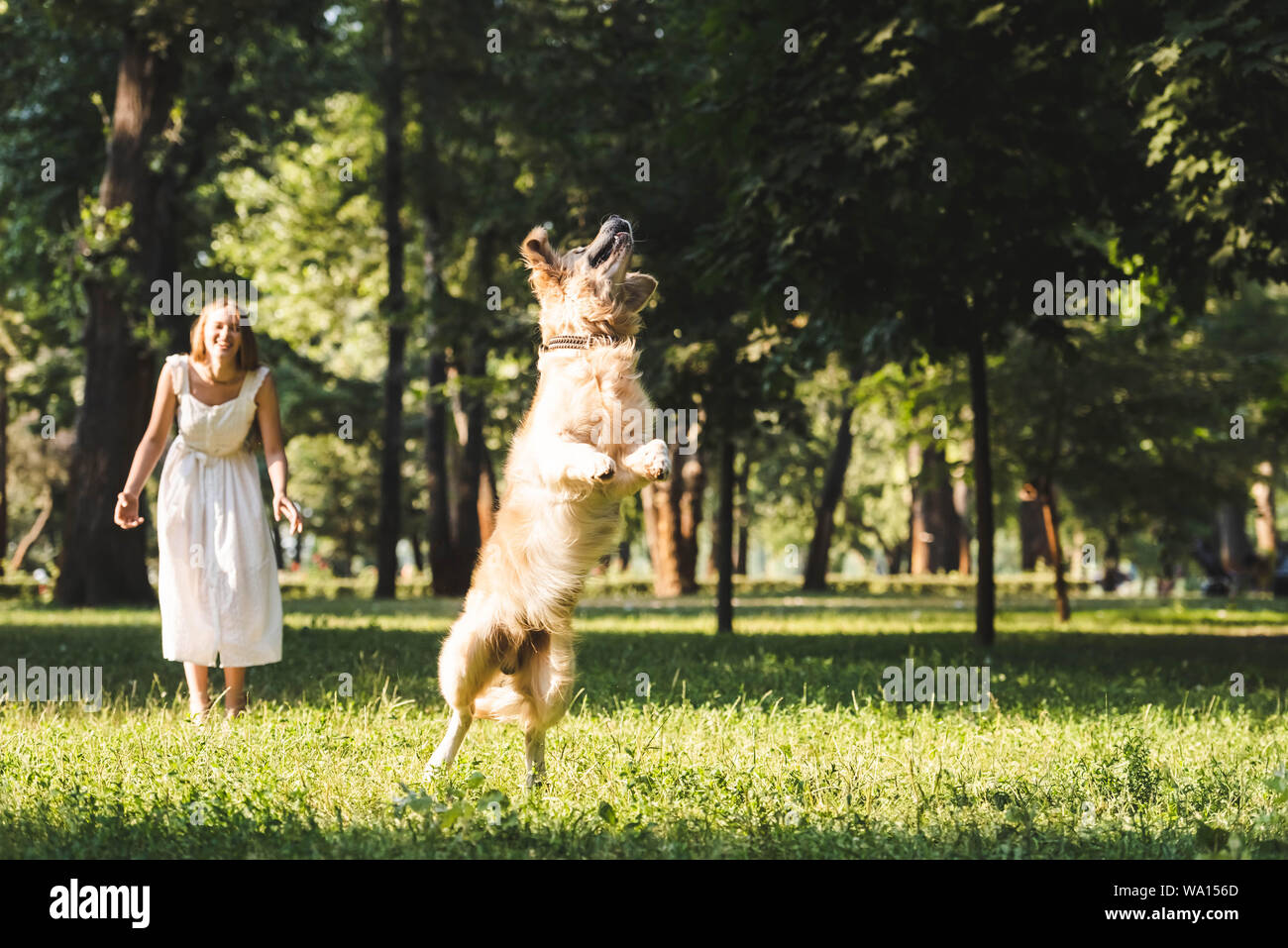 Lunghezza piena vista del giovane ragazza in abito bianco sorridente e guardando il salto golden retriever sul prato Foto Stock