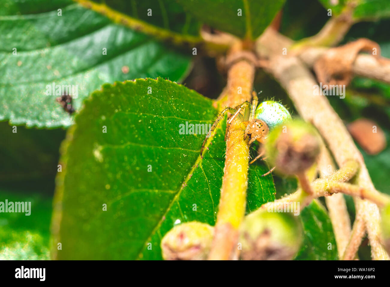 Foto orizzontale con bel ragno. Spider è arroccato sulle foglie verdi. Spider ha corpo verde con testa di colore arancione e con pochi punti. Il gli occhi neri sono vis Foto Stock