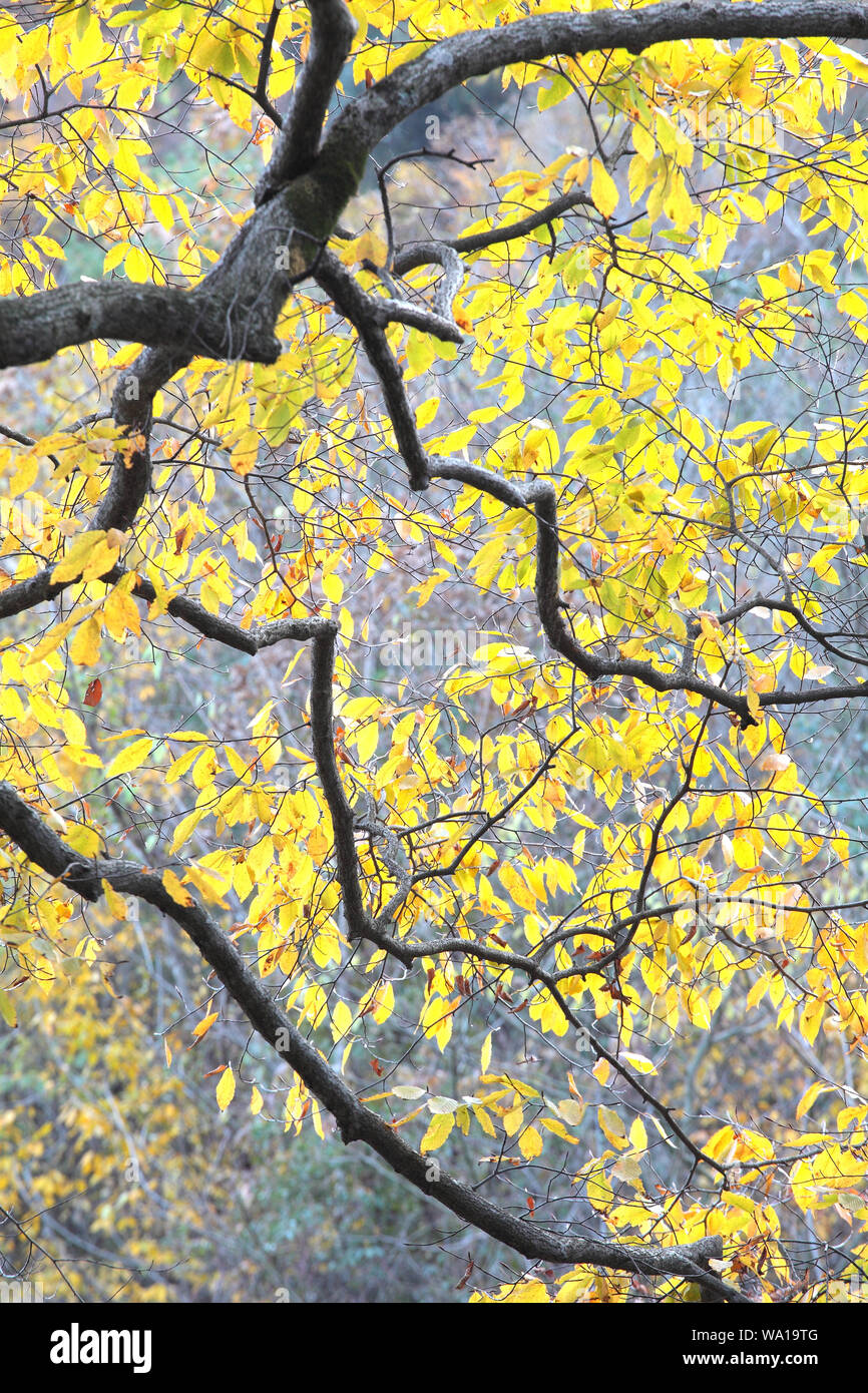 Shaanxi hanzhong mian county le montagne yunwu Foto Stock