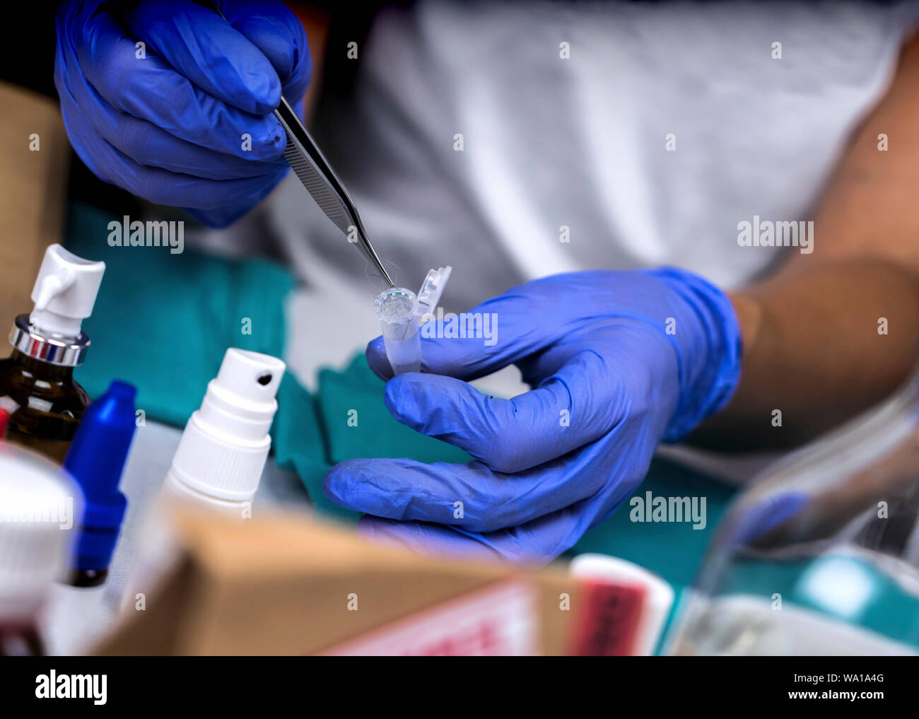 Laboratorio Criminalistic, analisi del capello, immagine concettuale Foto Stock