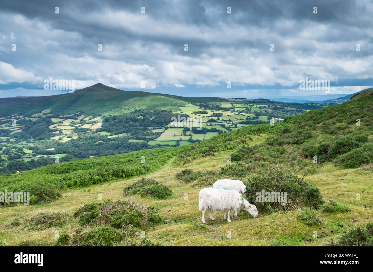 Pecore al pascolo a Table Mountain (Crug Hywel) sopra la città di Crickhowell in Montagna Nera, Brecon Beacons, Galles Foto Stock