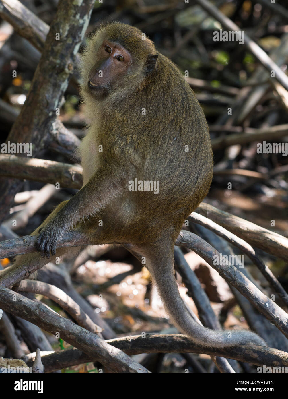 Mangrove o Crab-eating Macaque Macaca fascicularis nelle mangrovie su Phuket Thailandia Foto Stock