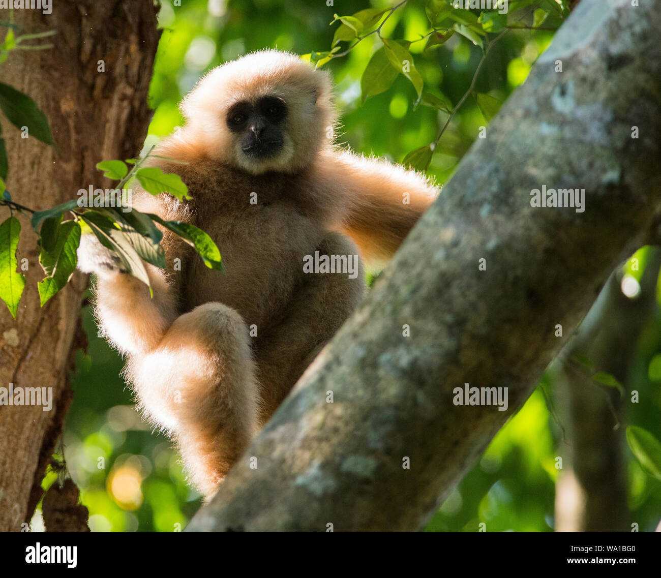 Un selvaggio biondo pallido White-Handed gibbone o Lar gibbone Hylobates lar sat alta in una struttura ad albero in Kaeng Krachan Parco Nazionale della Thailandia Foto Stock