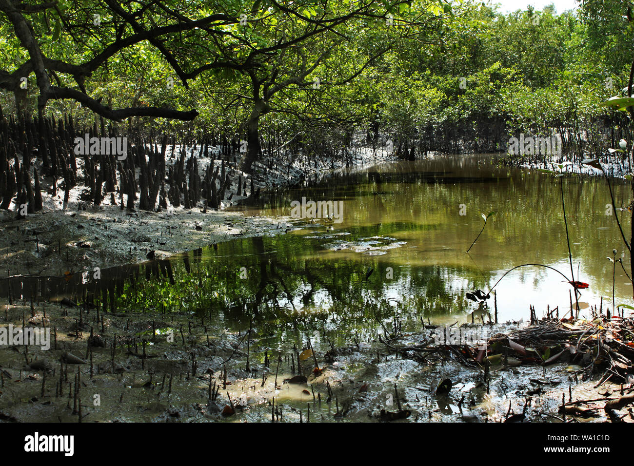 Respirazione di radici di alberi Keora al mondo la più grande foresta di mangrovie Sundarbans, famosa per il Royal tigre del Bengala e dell'UNESCO World Heritage Site in Ba Foto Stock