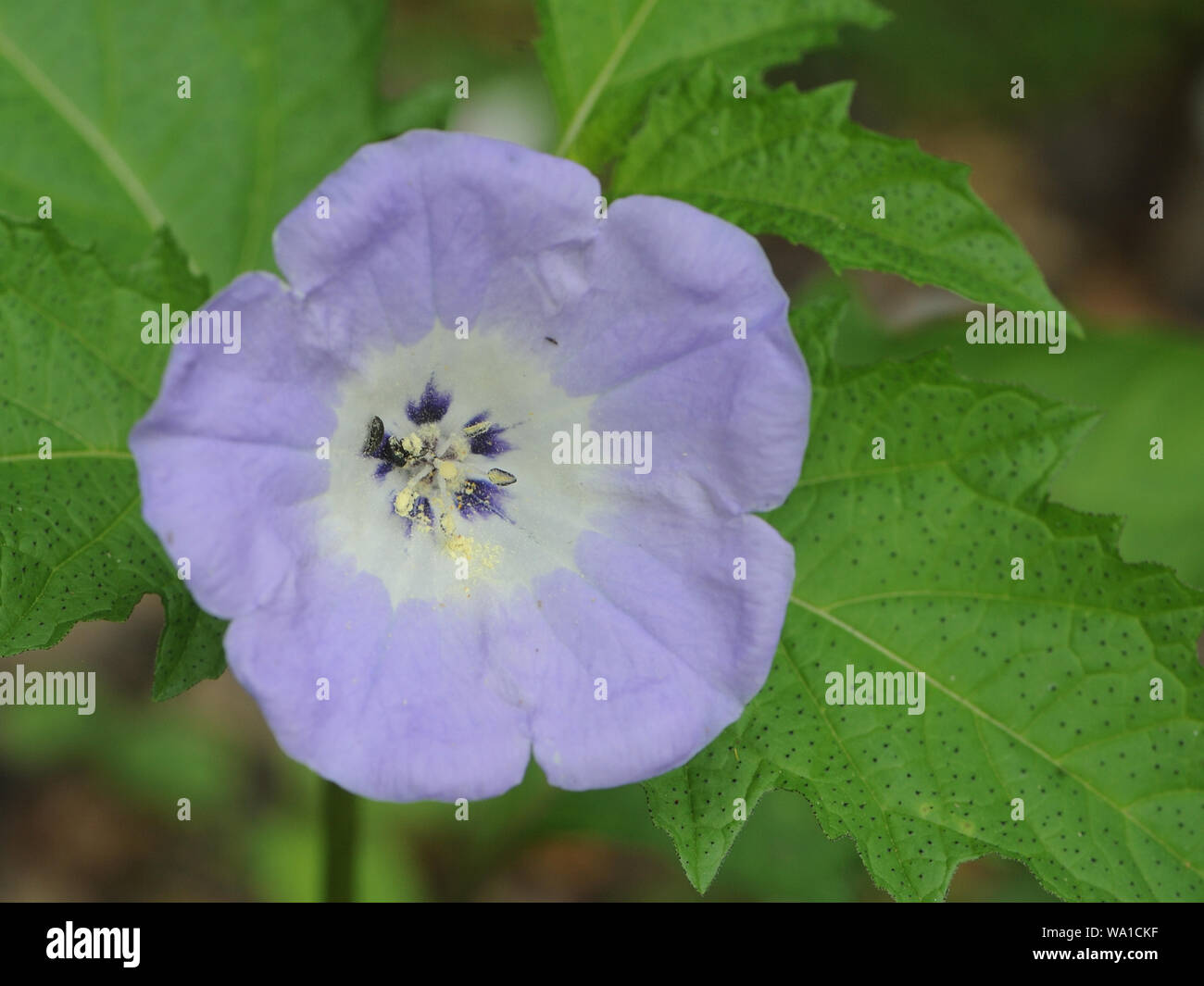 Blu e bianco a forma di campana fiore di un shoo-fly impianto (Nicandra physalodes). Bedgebury Forest, Kent, Regno Unito. Foto Stock