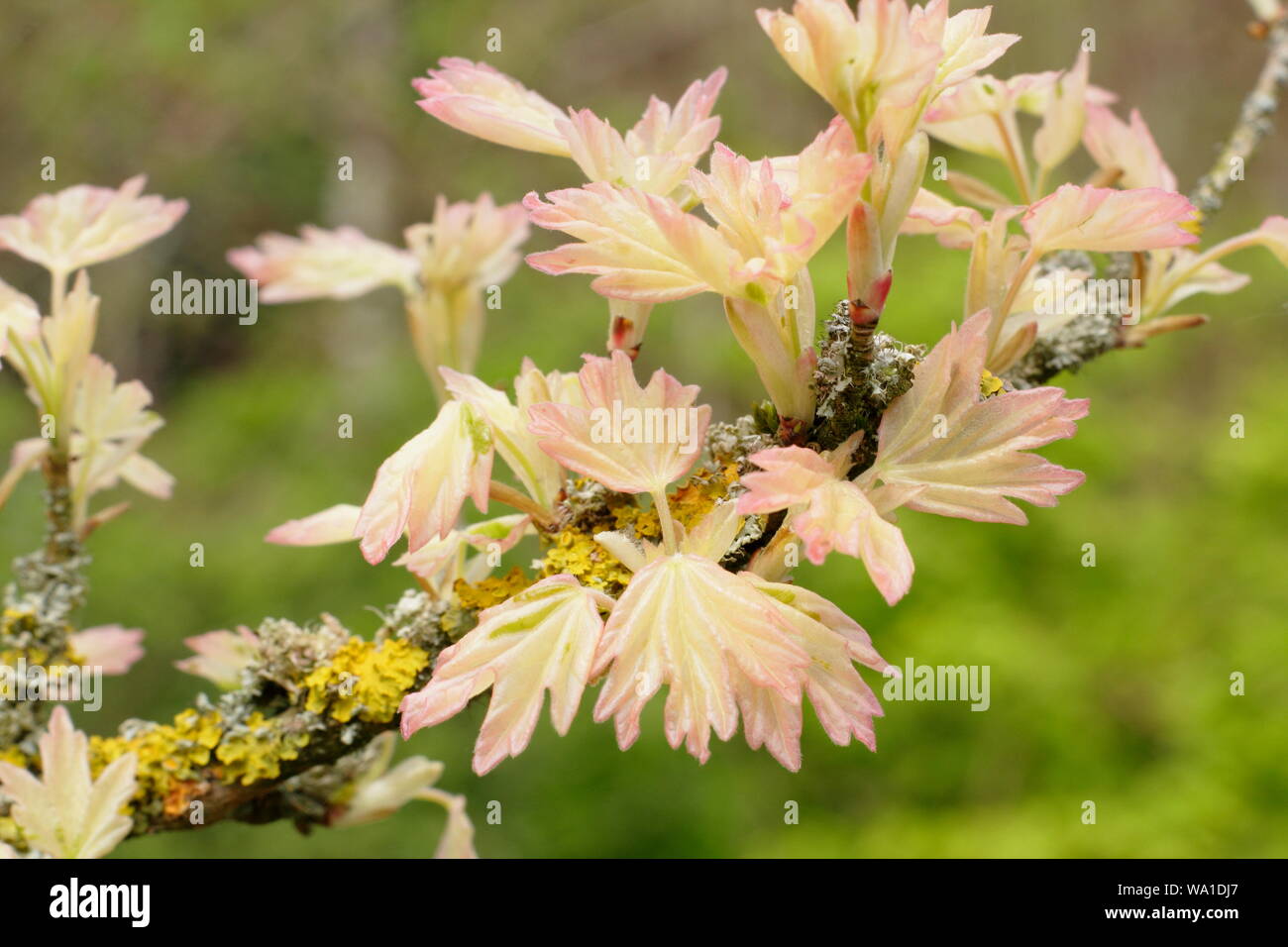 Acer campestre 'Carnival' fogliame emergente a metà primavera. Foto Stock