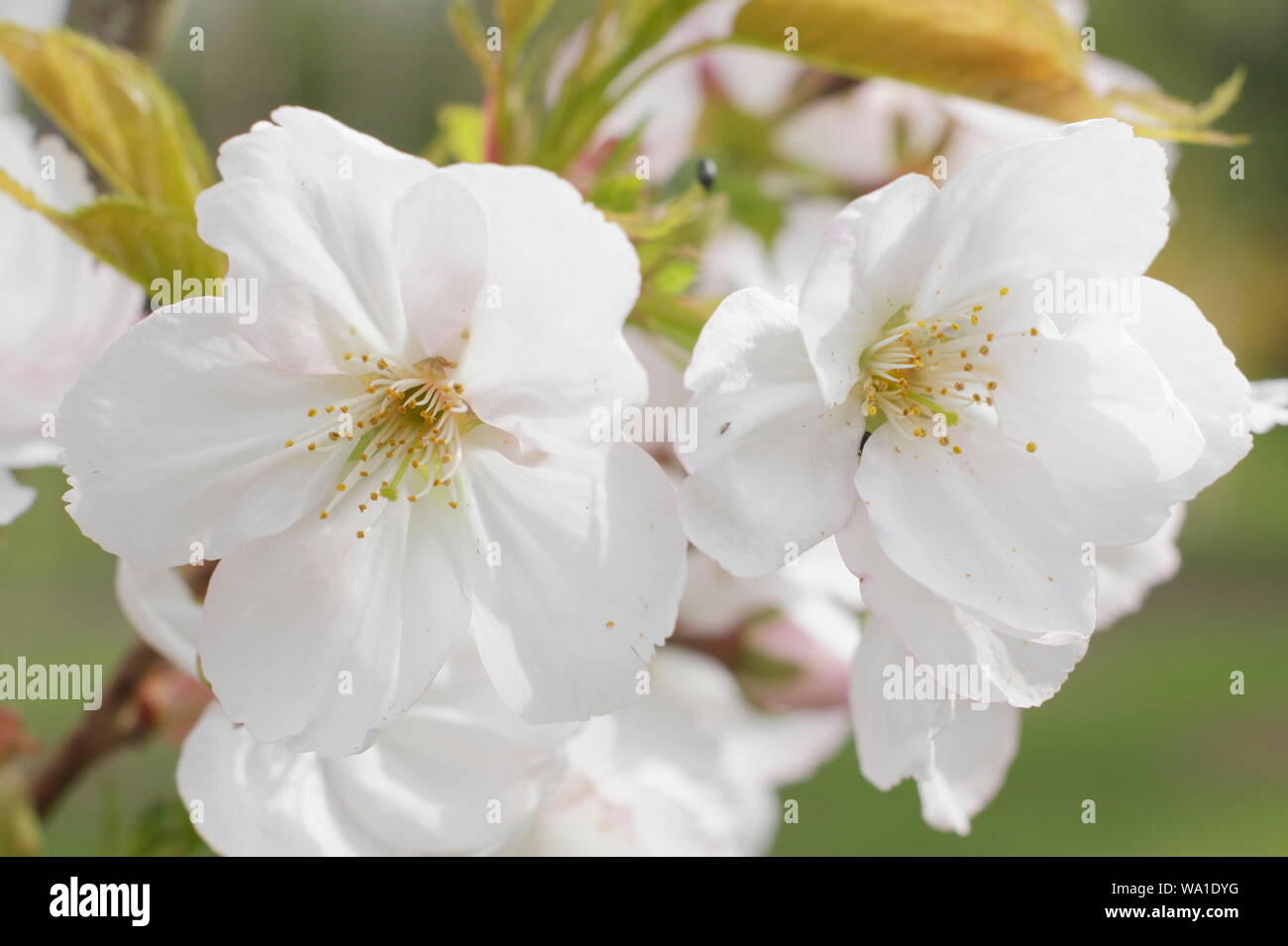 Prunus matsumae-usu-beni-kokonoe. Japanese Cherry Blossoms a metà primavera - REGNO UNITO. Foto Stock