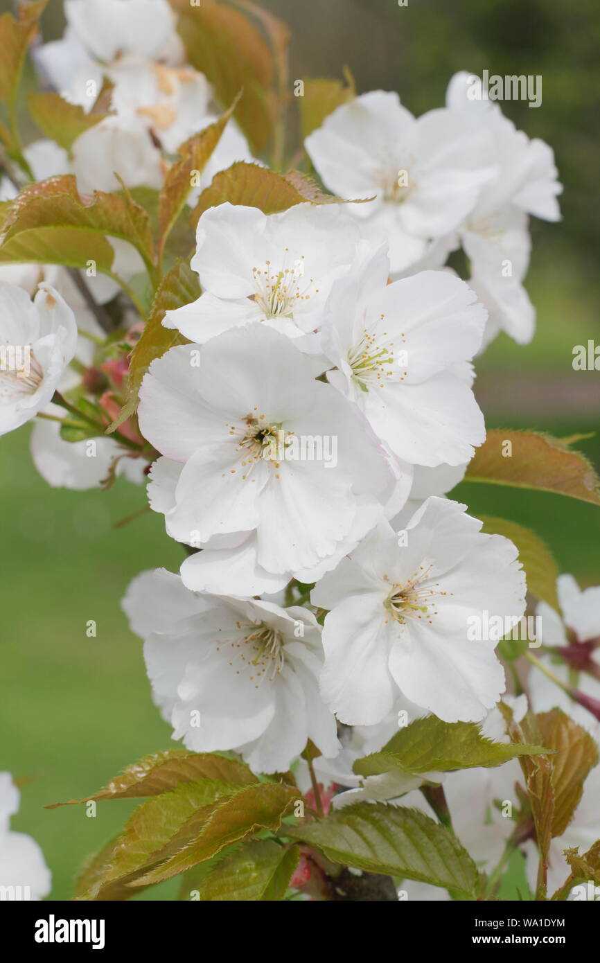 Prunus matsumae-usu-beni-kokonoe. Japanese Cherry Blossoms a metà primavera - REGNO UNITO. Foto Stock