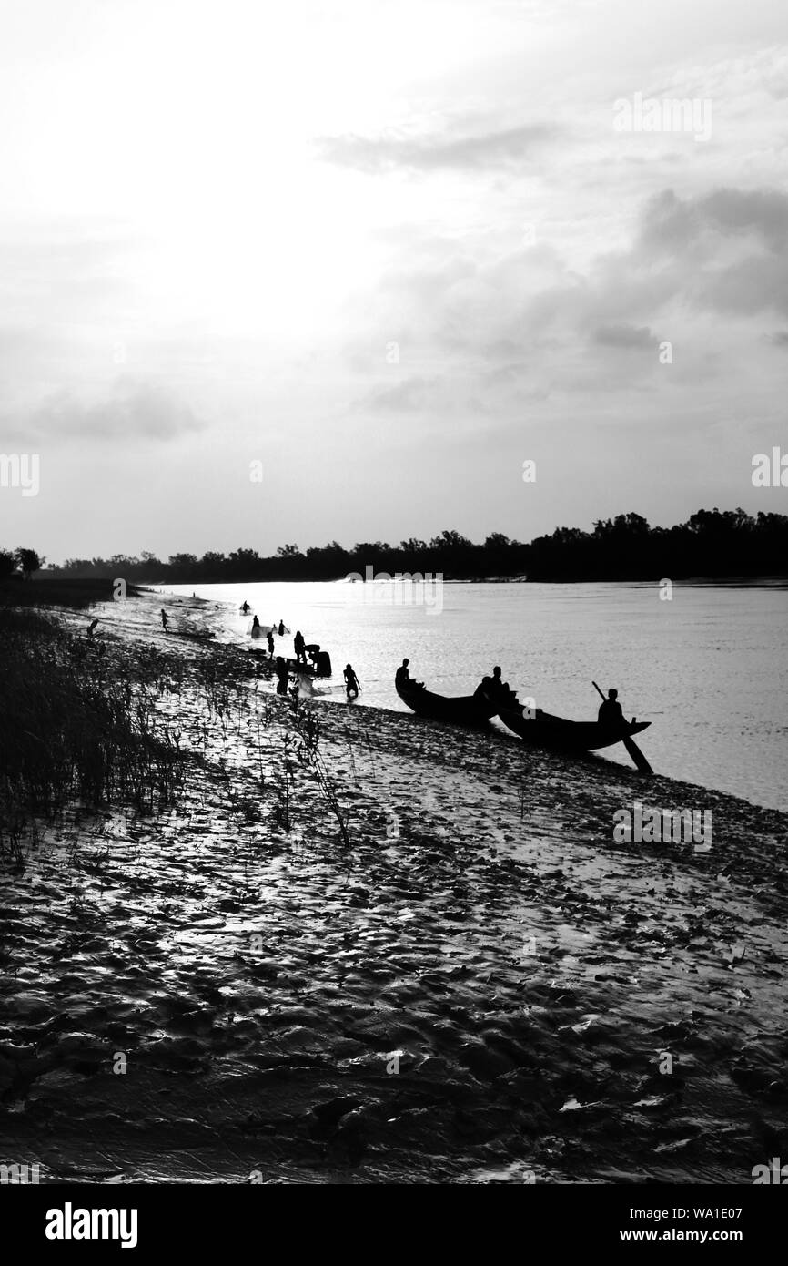 Respirazione di radici di alberi Keora al mondo la più grande foresta di mangrovie Sundarbans, famosa per il Royal tigre del Bengala e dell'UNESCO World Heritage Site in Ba Foto Stock