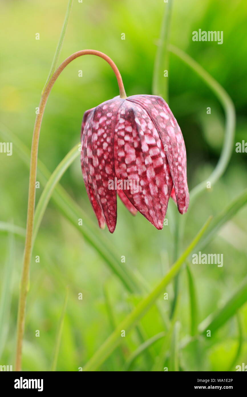 Fritillaria meleagris Fiore di Snake fritillary di testa in un prato di primavera. Modulo Gas Anestetici Foto Stock