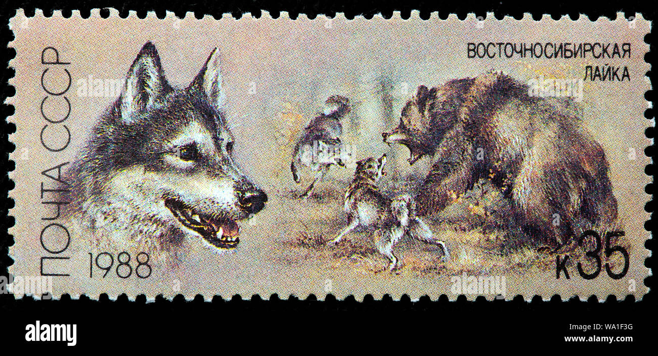 East Siberian Laika, cane da caccia, francobollo, Russia, URSS, 1988 Foto Stock